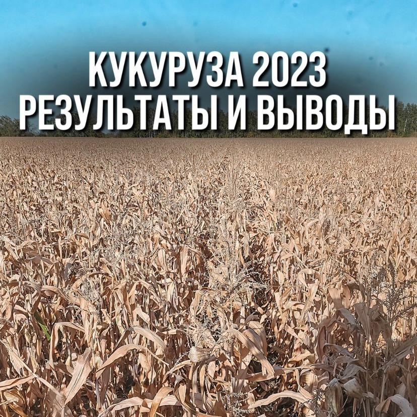 Кукуруза 2023