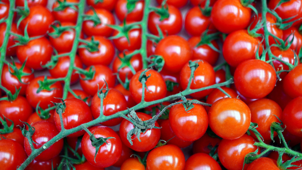 Как вырастить помидоры на гидропонике?