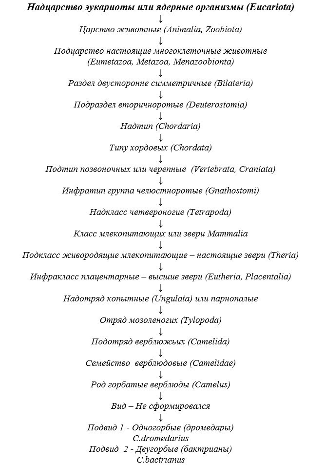 Рисунок 1 - Систематическое положение рода Camelus(по
Д.А.Баймуканову и А.Баймуканову, 2010)