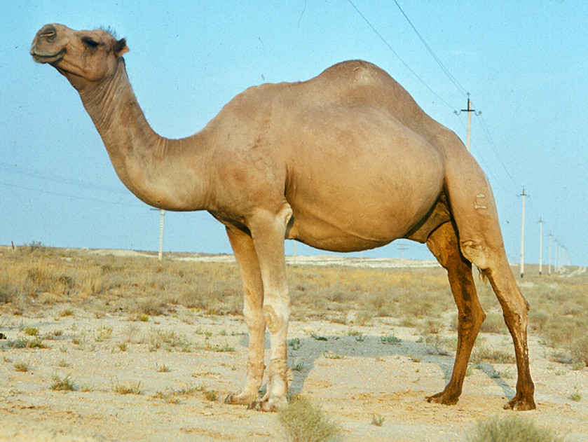Рисунок 3
– Одногорбый верблюд