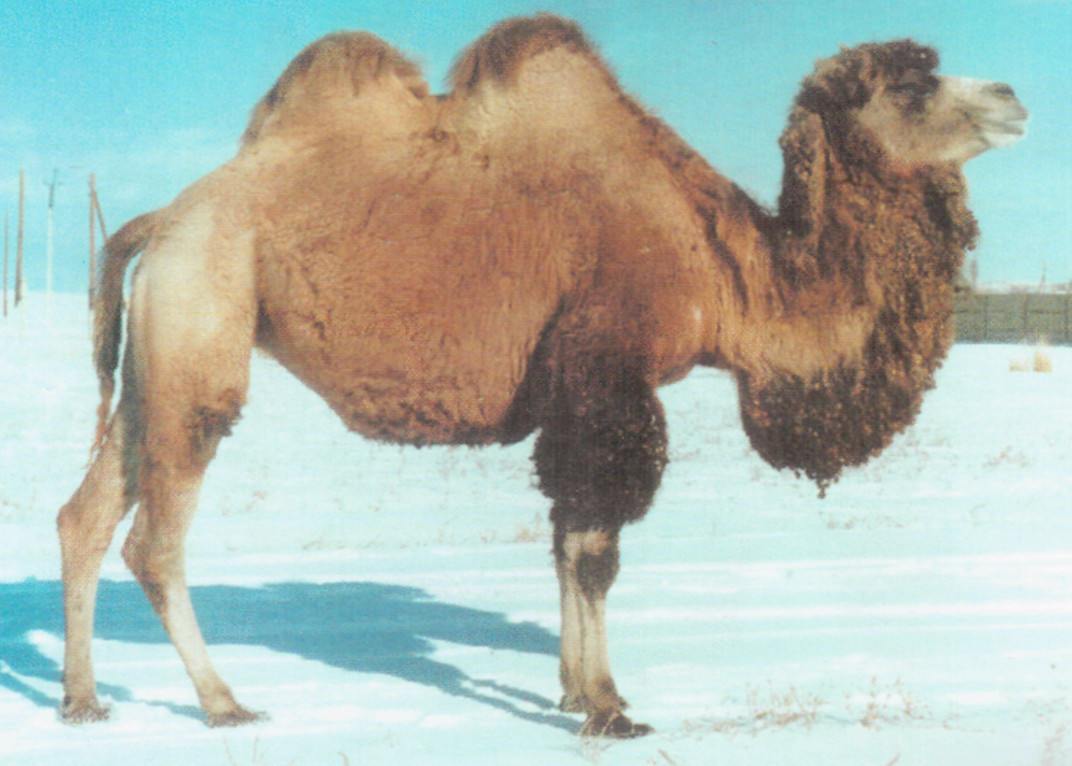 Рисунок 1 -
Верблюдоматка казахского бактриана урало-букеевского типа [по З.М.Мусаеву,
А.Баймуканову]