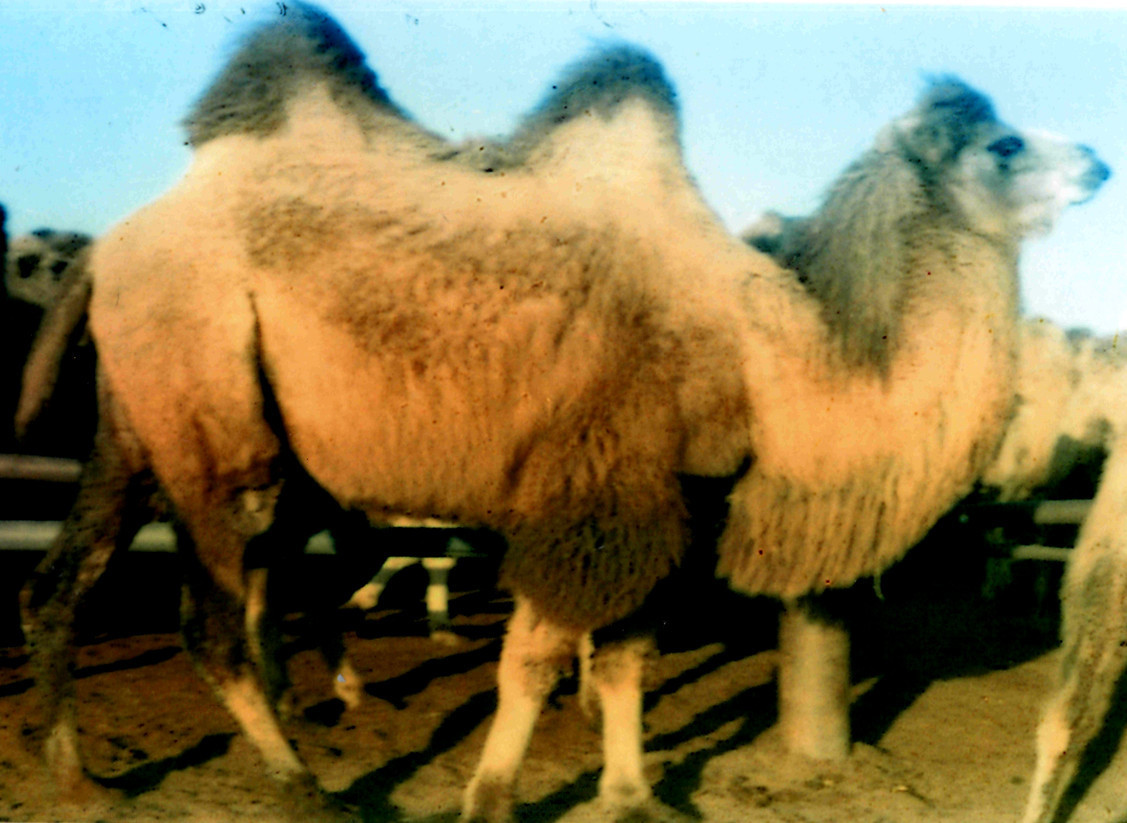 Рисунок 2 -
Верблюдоматка казахского бактриана кызылординского типа мясо – шерстной
продуктивности [по М.Ермаханову]