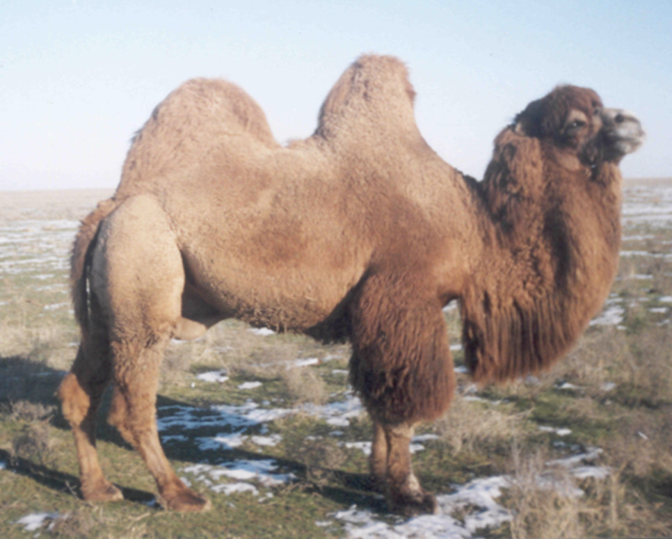 Рисунок 4 - Верблюд – производитель&nbsp; породы казахский бактриан мангистауской
популяции [по Д.А.Баймуканову, А.Баймуканову 2002 г.]