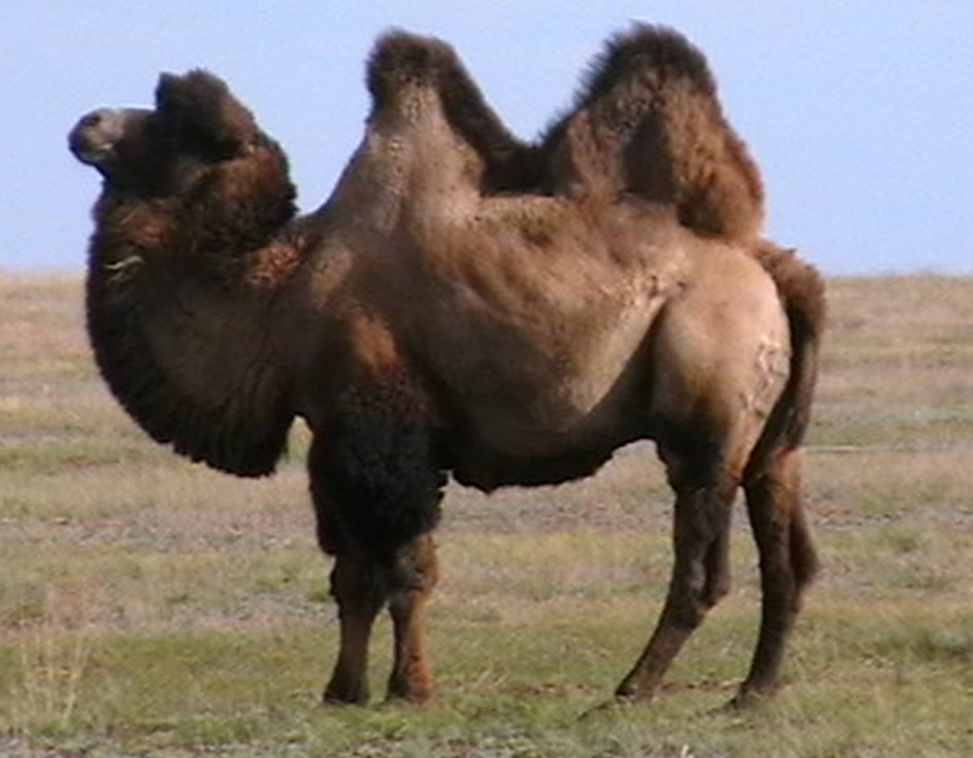 Рисунок 5 - Верблюд -
производитель породы казахский бактриан западной популяции [по А.Баймуканову и О.Алиханову]