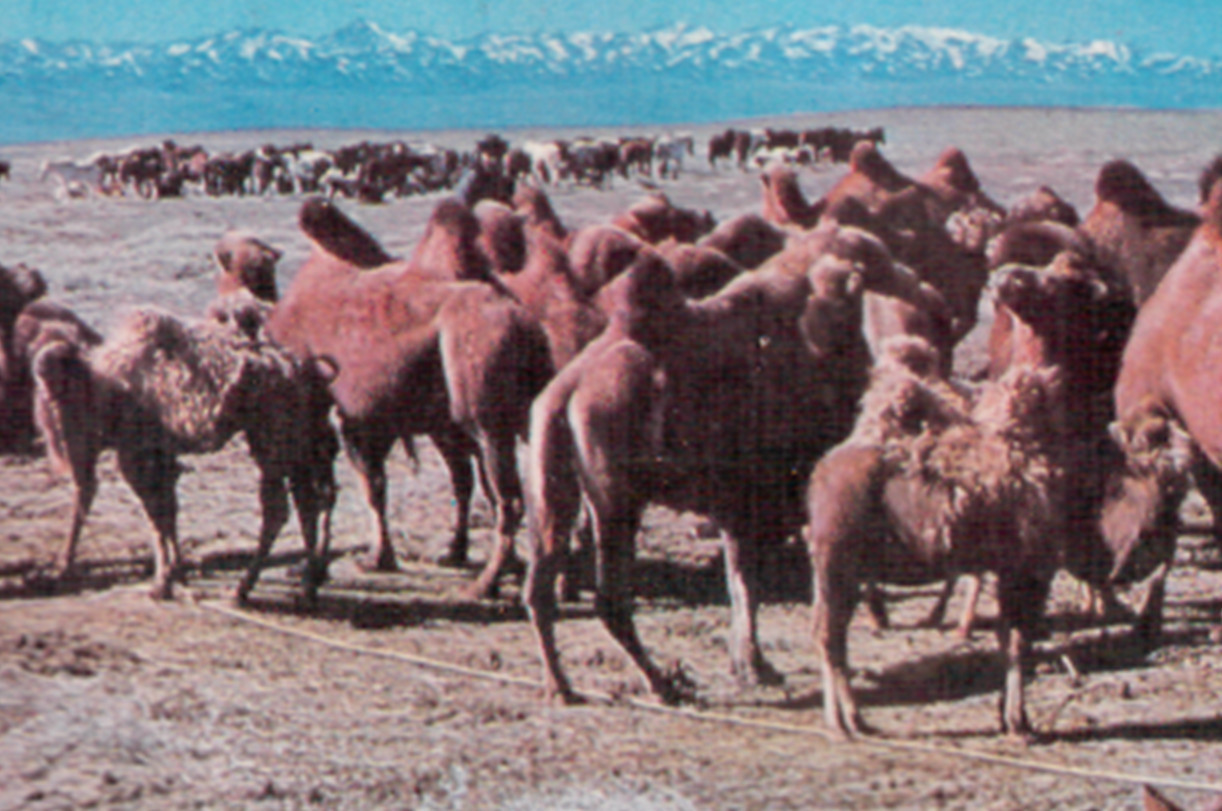 Рисунок 6 - Селекционное стадо монгольских бактрианов&nbsp;[по А.Баймуканову, 1986 г.]