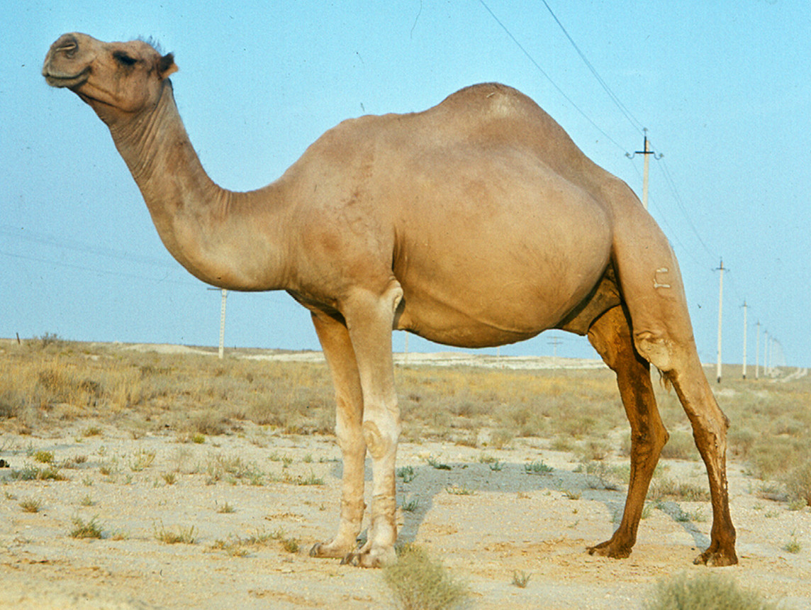 Рисунок 7
- Верблюд - производитель туркменского дромедара, казахский мясо-молочный
внутрипородный тип [по Д.А.Баймуканову,
2002 г.]