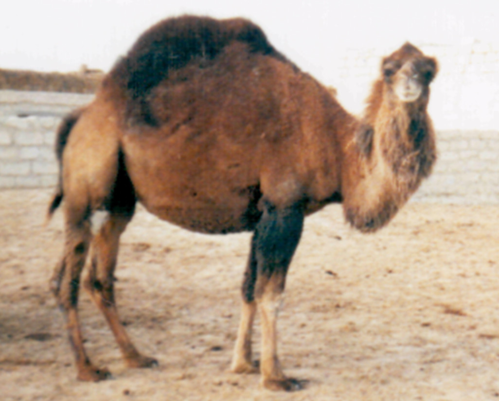 Рисунок 9
- Гибридная верблюдоматка первого поколения «Инер - мая» (мать туркменский дромедар, отец казахский бактриан) [ по Д.А.БаймукановуА.Баймуканову,
2011г.]
