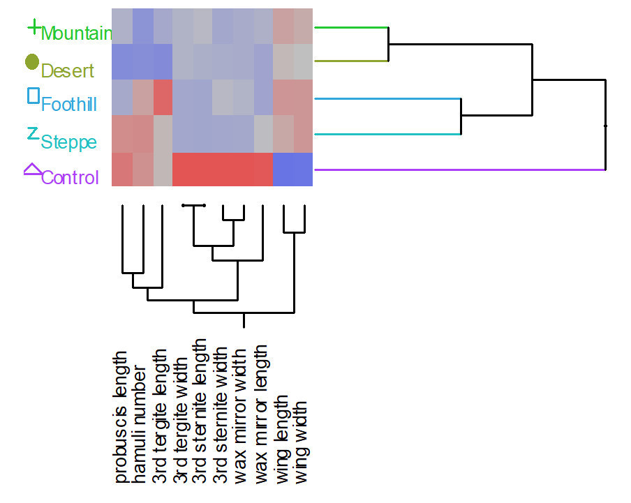 Рисунок 4. Дендрограмма кластерного анализа,
основанная на всех измеренных внешних морфометрических показателях пчелиной
семьи из каждого региона, включая контрольные образцы