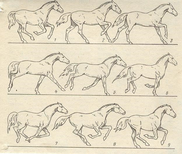 Рис 2.3. Схема движений лошади на галопе