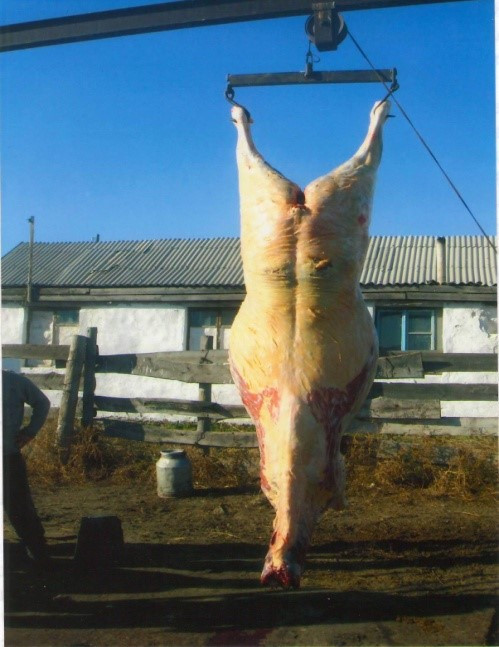 Рисунок 11 – Туша 2,5 летнего жеребчика из линии Задорного, 230 кг
