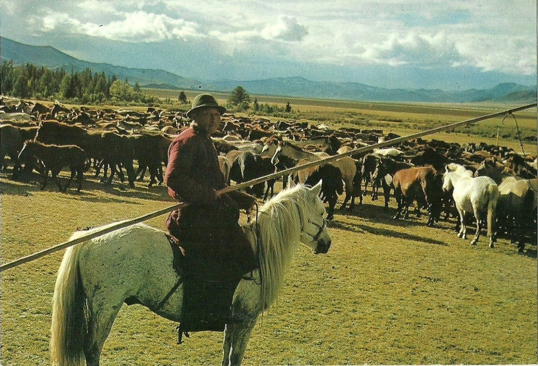 Рис.
7.1. Монгольские лошади