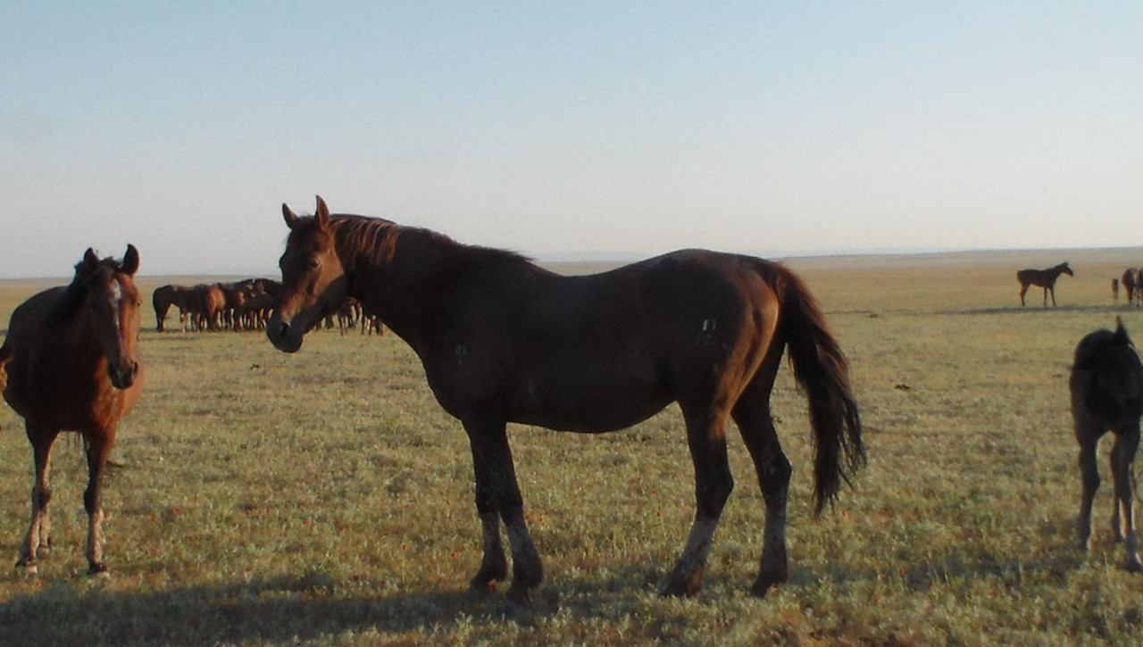 Рисунок 1. Жеребец&nbsp;универсальной породы казахских лошадей степного типа (из архива профессора Хамита Аубакирова)