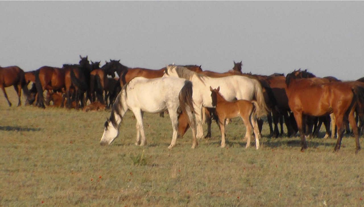 Рисунок 2. Кобылы универсальной
породы казахских лошадей степного типа (из архива профессора Хамита Аубакирова)