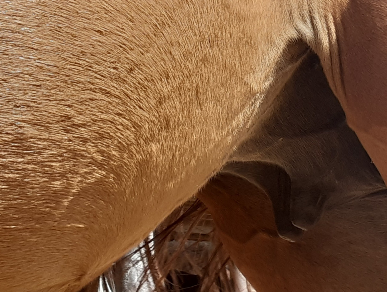Рисунок 3. Кобыла универсальной
породы казахских лошадей степного типа, год рождения 2015, тавро 21. Чашевидная форма
вымени, соски конической формы, длина сосков 3,0 см. Суточный удой товарного
молока в течении 105 дней лактации 9,5 кг.(из архива профессора
Хамита Аубакирова)
