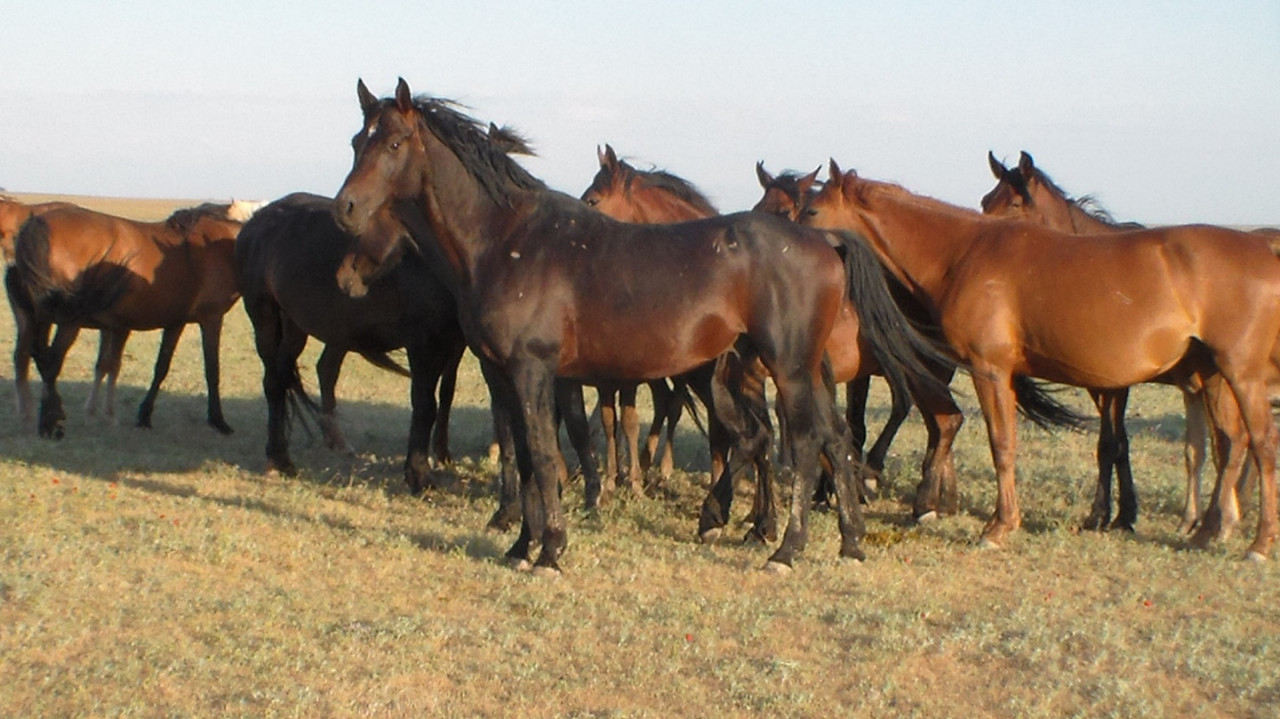 Рисунок 4. Косяк универсальной
породы казахских лошадей степного типа на весенне-летних пастбищах (выведены
предлагаемым способом).(из архива профессора Хамита Аубакирова)