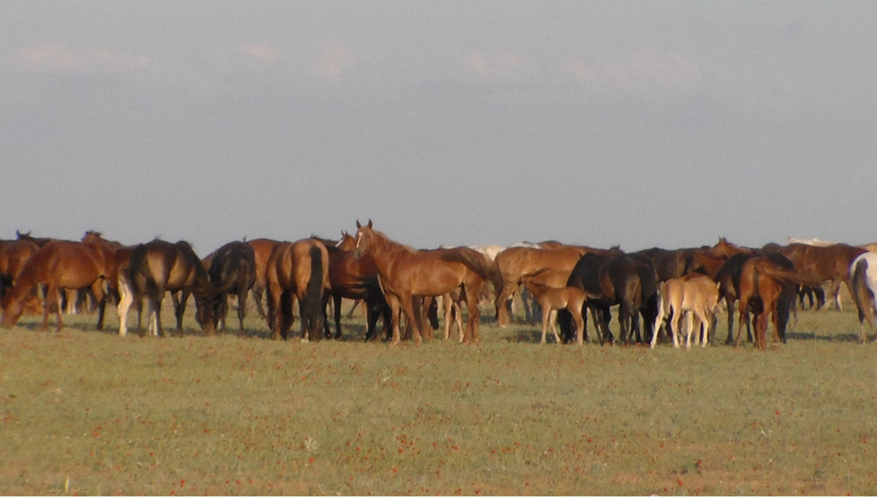 Рисунок 5. Косяк
универсальной породы казахских лошадей степного типа на летне-осенних
пастбищах. (из архива профессора Хамита
Аубакирова)