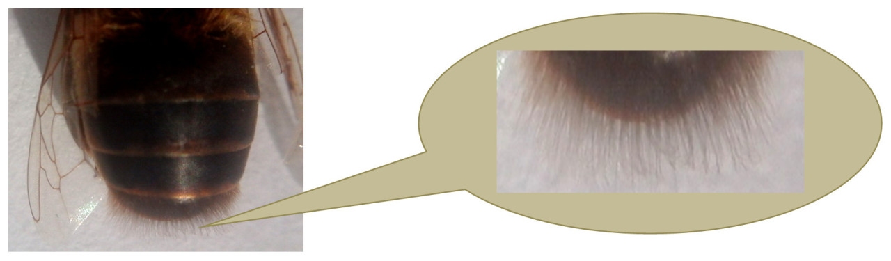 Рис. 2 – Идентифицированные волоски на брюшке
трутней