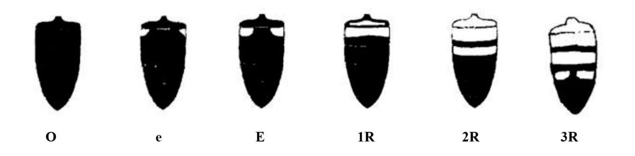 Рис. 1 - Морфотипы рабочих
пчел: О (полностью темная кутикула, без коричневых или желтых уголков); e (на кутикуле маленькие коричневые или желтые уголки,
до 1 мм<sup>2 </sup>); Е (большие коричневые или желтые уголки на кутикуле, от
1&nbsp;мм<sup>2</sup>); 1R (на кутикуле коричневое или
желтое одно кольцо); 2R (на кутикуле коричневые или
желтые два кольца); 3R (на кутикуле коричневые или
желтые основные три кольца) [10].