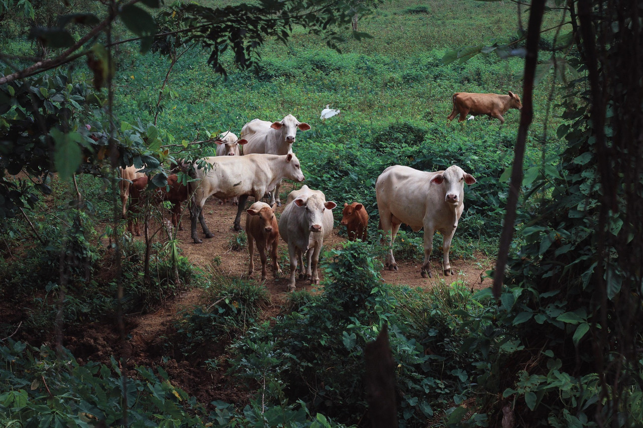 Катаральный мастит у коров: причины, симптомы и лечение | NITA-FARM